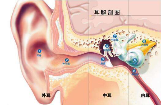 耳朵内部照片图片